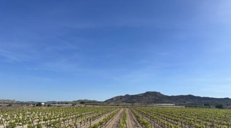 Alicante - Novelda - 123000m2