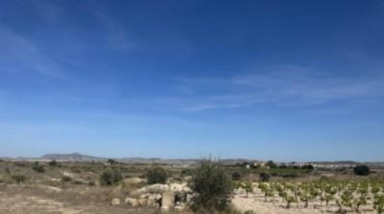 Alicante - Novelda - 123000m2