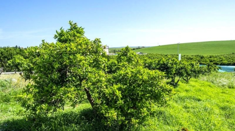Sevilla - Cantillana - 3000m2