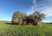 Xalet independent amb terreny en venda a la España, Sencelles, ref.: TR236649 foto