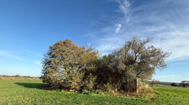 Balearic Islands - Sencelles - 43732m2