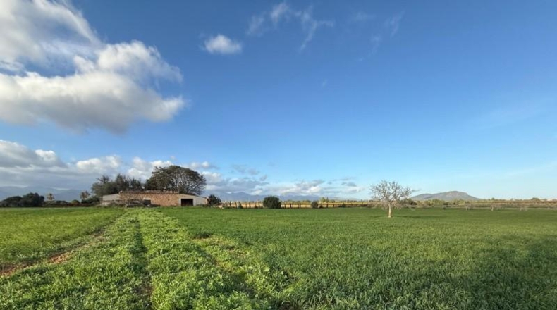 Balearic Islands - Sencelles - 43732m2
