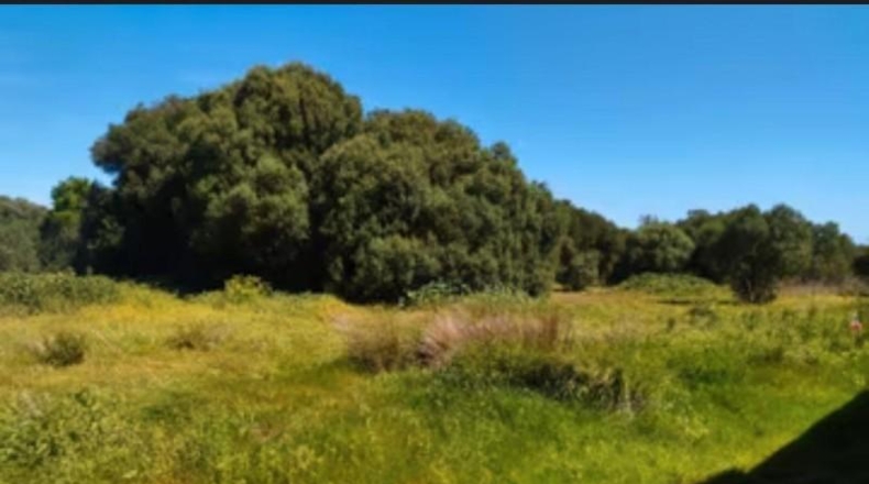 Cádiz - Barbate - 600m2