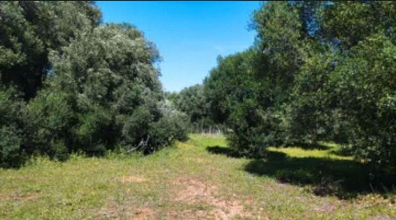 Cádiz - Barbate - 600m2