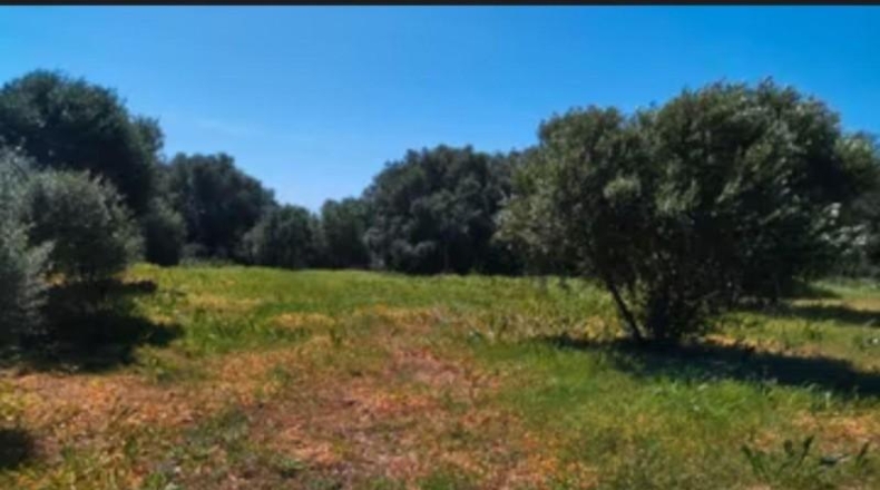 Cádiz - Barbate - 600m2