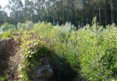 Non-developable land for sale on España, Bueu, ref: TR114625 photo