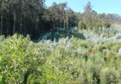 Non-developable land for sale on España, Bueu, ref: TR114625 photo