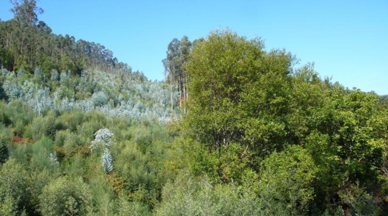 Pontevedra - Bueu - 32815m2