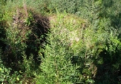 Non-developable land for sale on España, Bueu, ref: TR114625 photo