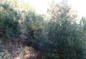Non-developable land for sale on España, Bueu, ref: TR114625 photo