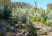 Non-developable land for sale on España, Bueu, ref: TR114625 photo