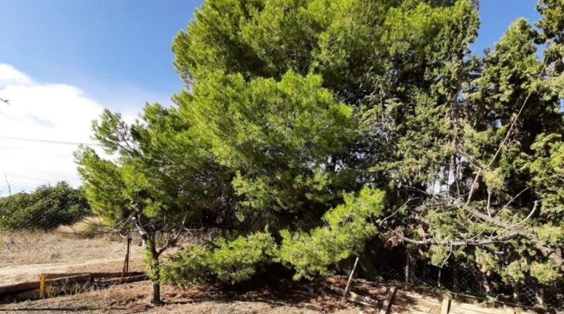 Murcia - Lorca - 13500m2