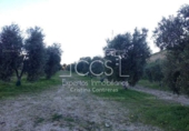 Non-developable land for sale on España, Valencina de la Concepción, ref: TR131780 photo