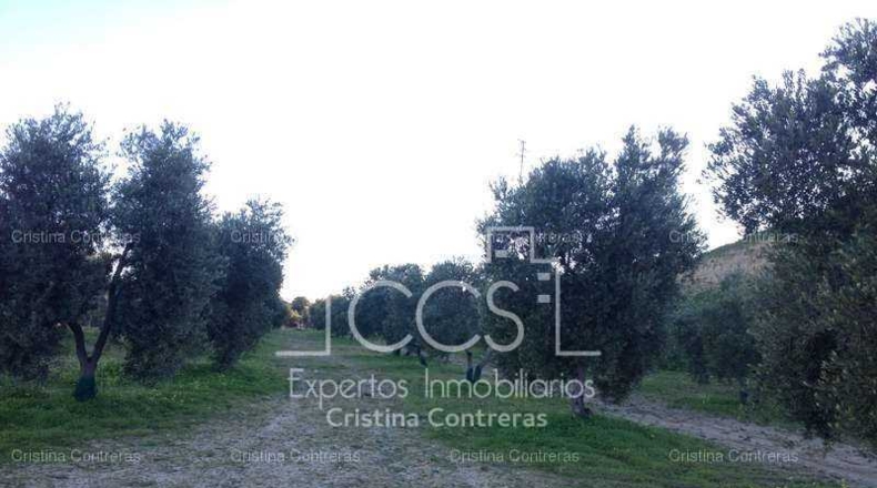 Sevilla - Valencina de la Concepción - 175000m2