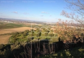 Non-developable land for sale on España, Valencina de la Concepción, ref: TR131780 photo