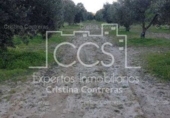 Non-developable land for sale on España, Valencina de la Concepción, ref: TR131780 photo