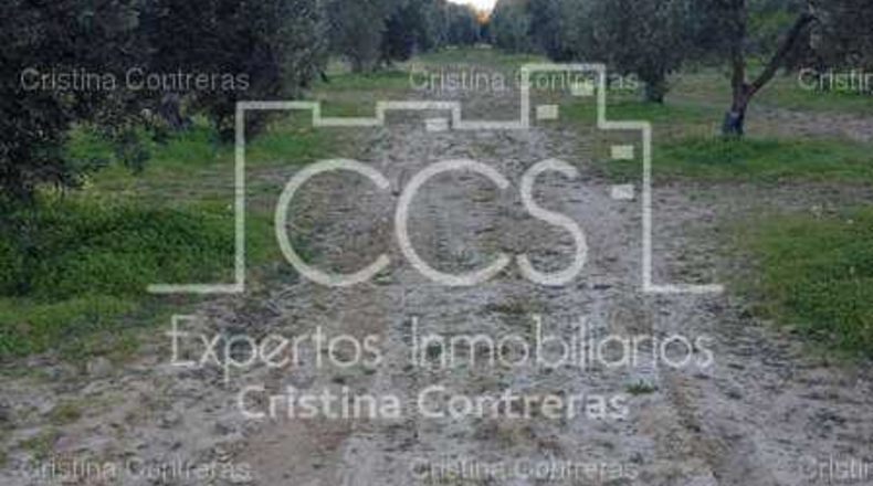 Sevilla - Valencina de la Concepción - 175000m2