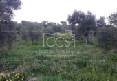 Non-developable land for sale on España, Valencina de la Concepción, ref: TR131780 photo