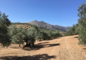 Chalet independiente con terreno en venta en la España, Antequera, ref: TR236296 foto