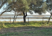 Terreny no urbanitzable en venda a la España, Barbate, ref.: TR177955 foto