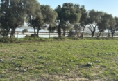 Terreny no urbanitzable en venda a la España, Barbate, ref.: TR177955 foto