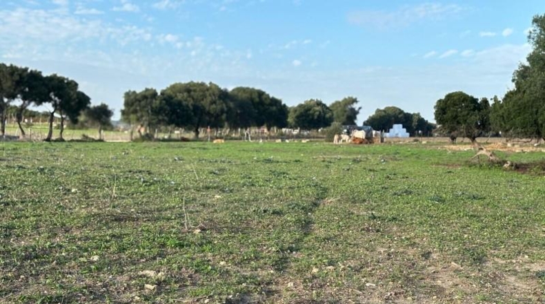 Cadiz - Barbate - 36000m2