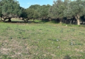 Terreny no urbanitzable en venda a la España, Barbate, ref.: TR177955 foto