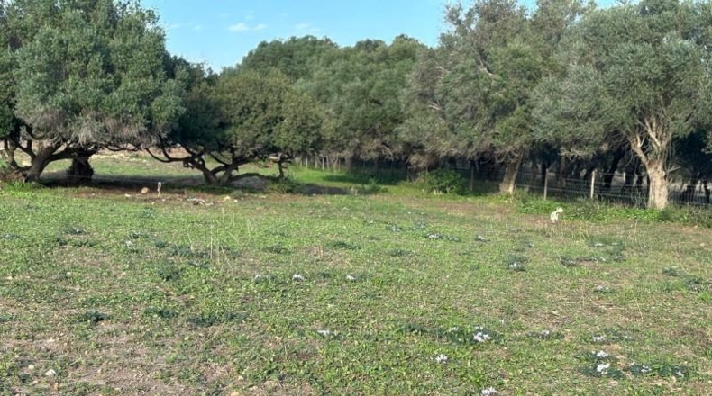Cadiz - Barbate - 36000m2