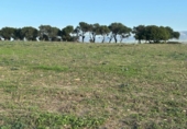 Terreny no urbanitzable en venda a la España, Barbate, ref.: TR177955 foto