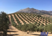 Terreny no urbanitzable en venda a la España, Antequera, ref.: TR128592 foto