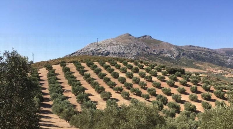 Málaga - Antequera - 124000m2