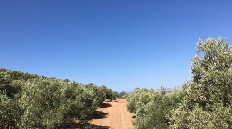 Málaga - Antequera - 124000m2