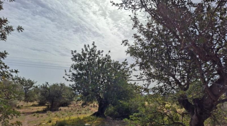 Alicante - Altea - 10250m2