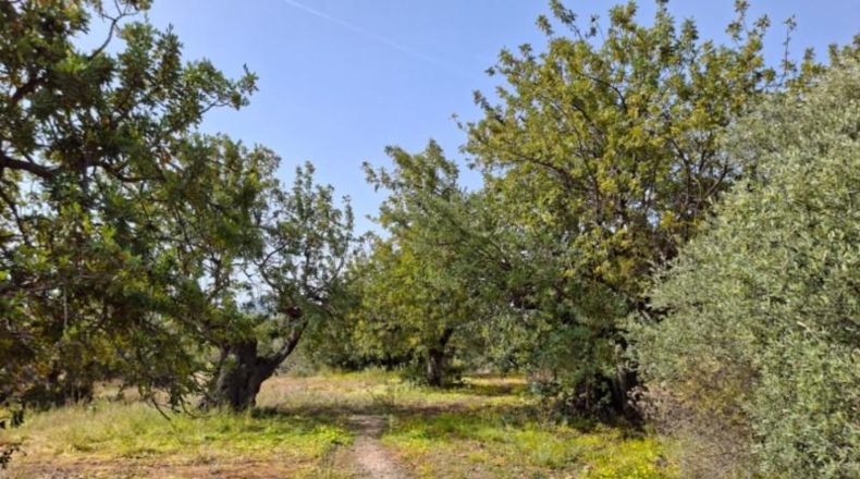 Alicante - Altea - 10250m2