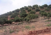 Terreny no urbanitzable en venda a la España, Campo-Mijas, ref.: TR114478 foto