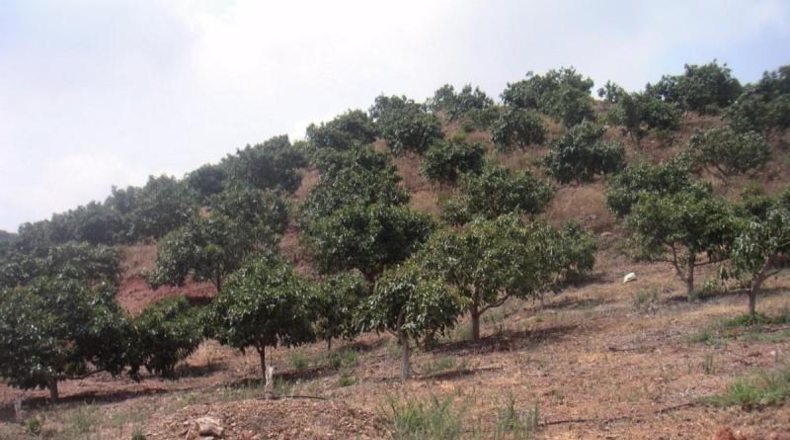 Málaga - Mijas - 55887m2