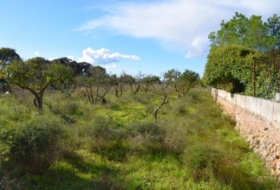 Llubí 9189&nbsp;m² 