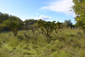 Llubí 9189&nbsp;m² 