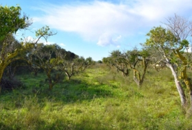 Llubí 9189&nbsp;m² 