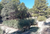 Xalet independent amb terreny en venda a la España, Onil, ref.: TR331500 foto