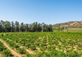 Terreno no urbanizable en venta en la España, Pizarra, ref: TR276041 foto