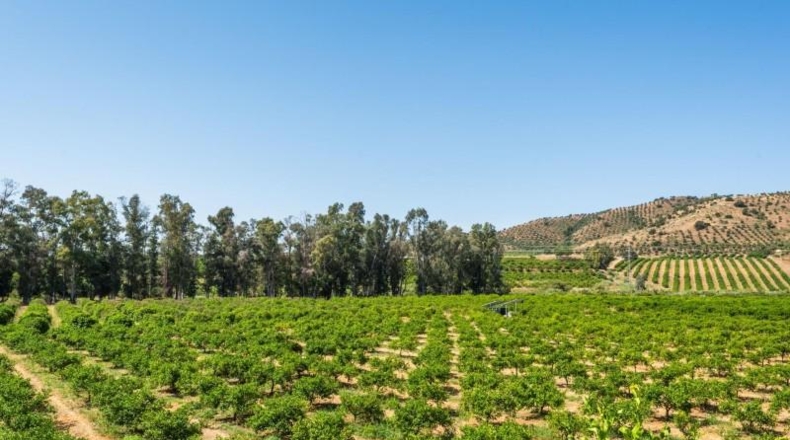 Salamanca - Pizarral - 37521m2