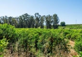 Terreno no urbanizable en venta en la España, Pizarra, ref: TR276041 foto