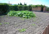 Casa de camp amb terreny en venda a la España, la Ràpita, ref.: TR141723 foto