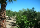 Casa de camp amb terreny en venda a la España, la Ràpita, ref.: TR141723 foto