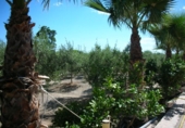 Casa de camp amb terreny en venda a la España, la Ràpita, ref.: TR141723 foto