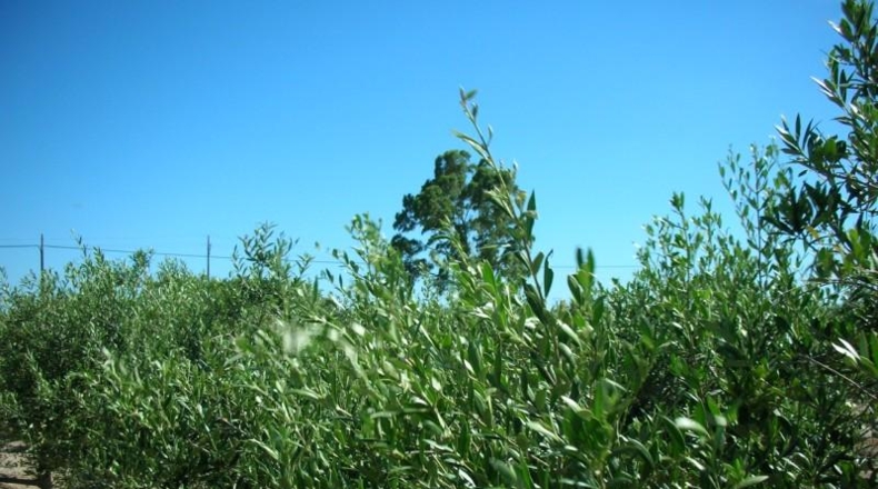 Tarragona - La Ràpita - 4201m2