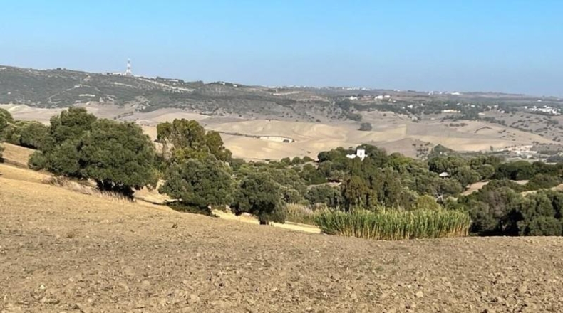 Cádiz - Vejer de la Frontera - 18000m2