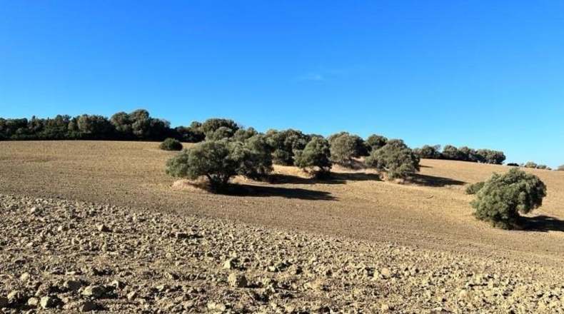 Cádiz - Vejer de la Frontera - 18000m2