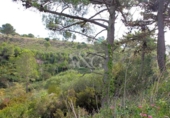 Land suitable for development for sale on España, Begur, ref: TR117708 photo